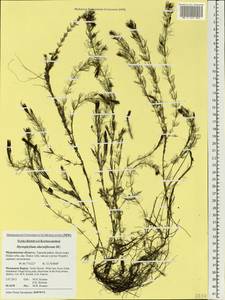 Myriophyllum alterniflorum DC., Eastern Europe, Northern region (E1) (Russia)