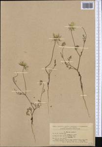 Daucus carota L., Western Europe (EUR) (Romania)