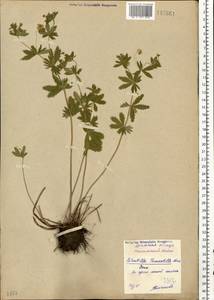 Potentilla erecta (L.) Raeusch., Eastern Europe, Eastern region (E10) (Russia)