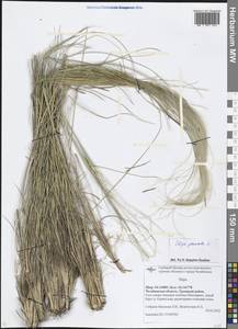 Stipa pennata L., Eastern Europe, Eastern region (E10) (Russia)