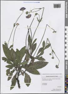 Knautia arvensis (L.) Coult., Eastern Europe, Eastern region (E10) (Russia)