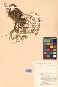 Micranthes merkii subsp. merkii, Siberia, Russian Far East (S6) (Russia)