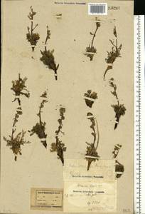 Artemisia borealis Pall., Eastern Europe, Northern region (E1) (Russia)