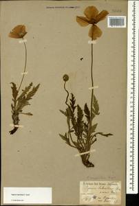 Papaver oreophilum Rupr., Caucasus, North Ossetia, Ingushetia & Chechnya (K1c) (Russia)