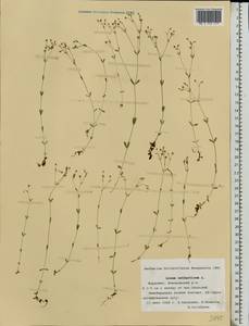 Linum catharticum L., Eastern Europe, Middle Volga region (E8) (Russia)