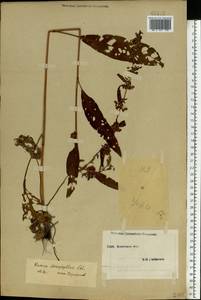 Rumex stenophyllus Ledeb., Eastern Europe, South Ukrainian region (E12) (Ukraine)