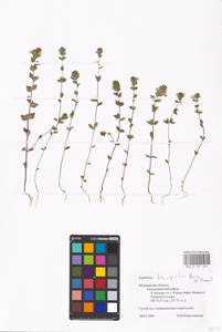 MHA 0 161 566, Euphrasia × vernalis List, Eastern Europe, Northern region (E1) (Russia)