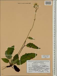 Hieracium jurassicum subsp. translucens (Arv.-Touv.) Greuter, Eastern Europe, Belarus (E3a) (Belarus)
