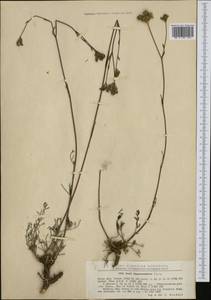 Hippomarathrum vulgare Röhl. ex DC., Western Europe (EUR) (Romania)