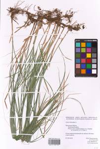 Carex brizoides L., Eastern Europe, Central forest-and-steppe region (E6) (Russia)