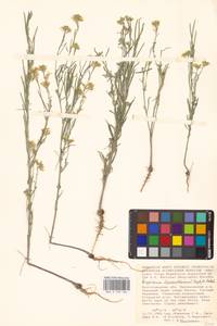 Erysimum leucanthemum (Stephan ex Willd.) B.Fedtsch., Eastern Europe, Lower Volga region (E9) (Russia)