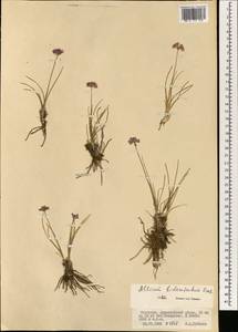 Allium bidentatum Fisch. ex Prokh. & Ikonn.-Gal., Mongolia (MONG) (Mongolia)