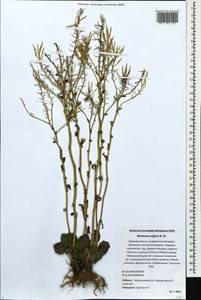 Barbarea vulgaris (L.) W.T. Aiton, Eastern Europe, North-Western region (E2) (Russia)