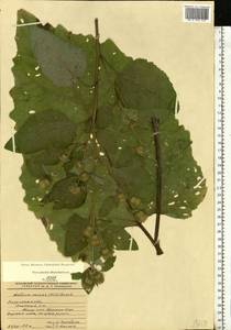 Arctium minus (Hill) Bernh., Eastern Europe, Central region (E4) (Russia)