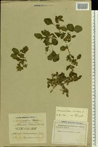 Amaranthus blitum L., Eastern Europe, Latvia (E2b) (Latvia)