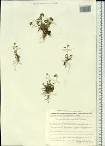 Chrysosplenium wrightii subsp. saxatile (Khokhr.) V.N. Voroshilov, Siberia, Chukotka & Kamchatka (S7) (Russia)