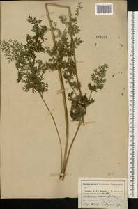 Selinum carvifolia (L.) L., Eastern Europe, Central region (E4) (Russia)