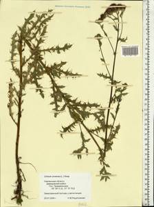 Cirsium arvense, Eastern Europe, Western region (E3) (Russia)
