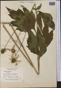 Rudbeckia laciniata L., America (AMER) (Canada)