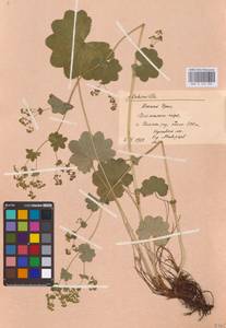 Alchemilla nemoralis Alechin, Eastern Europe, Eastern region (E10) (Russia)