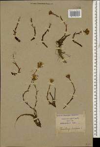 Tussilago farfara L., Caucasus, Krasnodar Krai & Adygea (K1a) (Russia)