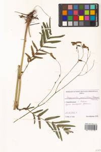 Poterium tenuifolium var. alba (Trautv. & C. A. Mey.), Siberia, Russian Far East (S6) (Russia)