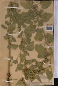 Althaea officinalis L., Middle Asia, Western Tian Shan & Karatau (M3) (Kazakhstan)