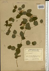 Vicia pisiformis L., Eastern Europe, Central region (E4) (Russia)