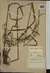 Lolium giganteum (L.) Darbysh., Western Europe (EUR) (Switzerland)
