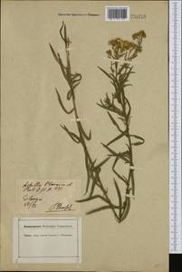 Achillea ptarmica L., Western Europe (EUR) (Germany)