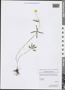 Ranunculus auricomus L., Eastern Europe, Eastern region (E10) (Russia)