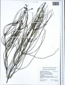 Equisetum ramosissimum Desf., Western Europe (EUR) (Italy)