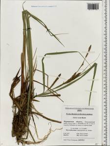 Carex recta Boott, Eastern Europe, Northern region (E1) (Russia)