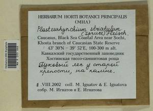 Plasteurhynchium striatulum (Spruce) M. Fleisch., Bryophytes, Bryophytes - North Caucasus & Ciscaucasia (B12) (Russia)