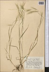 Bromus oxyodon Schrenk, Middle Asia, Western Tian Shan & Karatau (M3) (Uzbekistan)