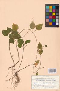 MHA 0 154 419, Lamium galeobdolon subsp. galeobdolon, Eastern Europe, North-Western region (E2) (Russia)