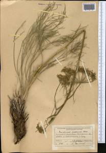 Kafirnigania hissarica (Korov.) R. Kam. & G.K. Kinzikaeva, Middle Asia, Pamir & Pamiro-Alai (M2) (Tajikistan)