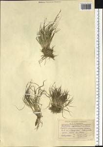 Cleistogenes squarrosa (Trin.) Keng, Siberia, Altai & Sayany Mountains (S2) (Russia)