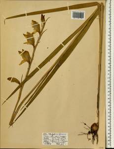Gladiolus, Africa (AFR) (Ethiopia)