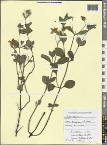 Cistus tauricus J. Presl, Caucasus, Abkhazia (K4a) (Abkhazia)