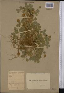 Trifolium fragiferum L., Middle Asia, Northern & Central Kazakhstan (M10) (Kazakhstan)