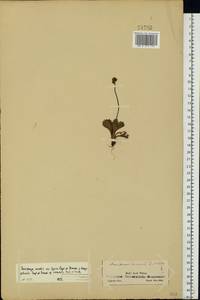 Micranthes nivalis (L.) Small, Eastern Europe, Northern region (E1) (Russia)