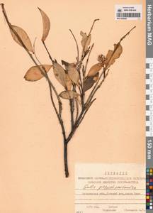 Salix pseudopentandra (Flod.) Flod., Siberia, Chukotka & Kamchatka (S7) (Russia)