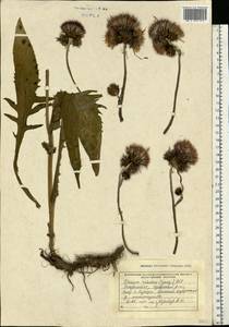 Cirsium rivulare (Jacq.) All., Eastern Europe, West Ukrainian region (E13) (Ukraine)