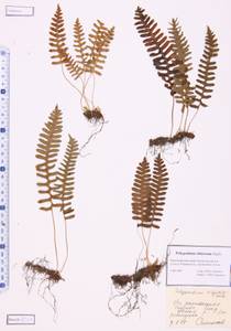 Polypodium sibiricum Sipliv., Siberia, Altai & Sayany Mountains (S2) (Russia)