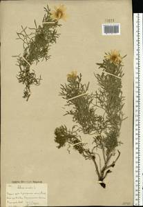 Adonis vernalis L., Eastern Europe, Eastern region (E10) (Russia)