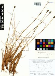 Eriophorum vaginatum L., Siberia, Baikal & Transbaikal region (S4) (Russia)