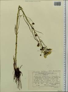 Hieracium umbellatum subsp. umbellatum, Siberia, Central Siberia (S3) (Russia)