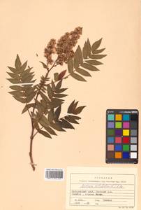 Sorbaria sorbifolia (L.) A. Braun, Siberia, Russian Far East (S6) (Russia)