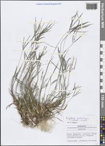 Digitaria ischaemum (Schreb.) Muhl., Eastern Europe, Middle Volga region (E8) (Russia)